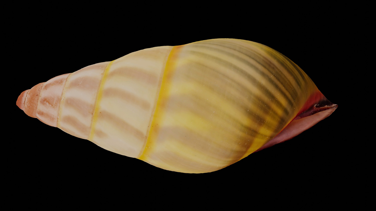 Amphidromus pavlowskae